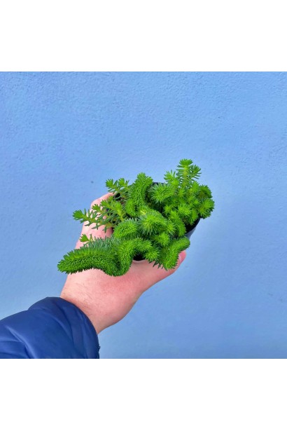Sedum Cristatum контейнер
